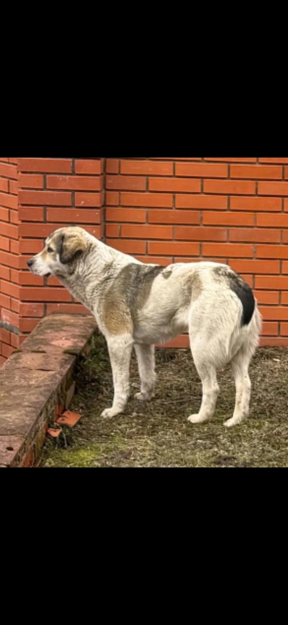 Пропала собака в Королёве — фото объявления