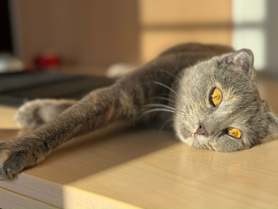 Найдена кошка в Королёве — фото объявления