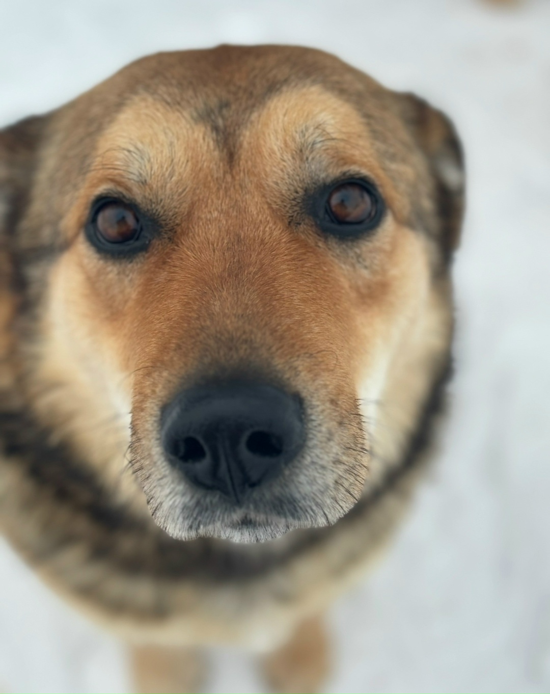 Пропала собака в Королёве — фото объявления