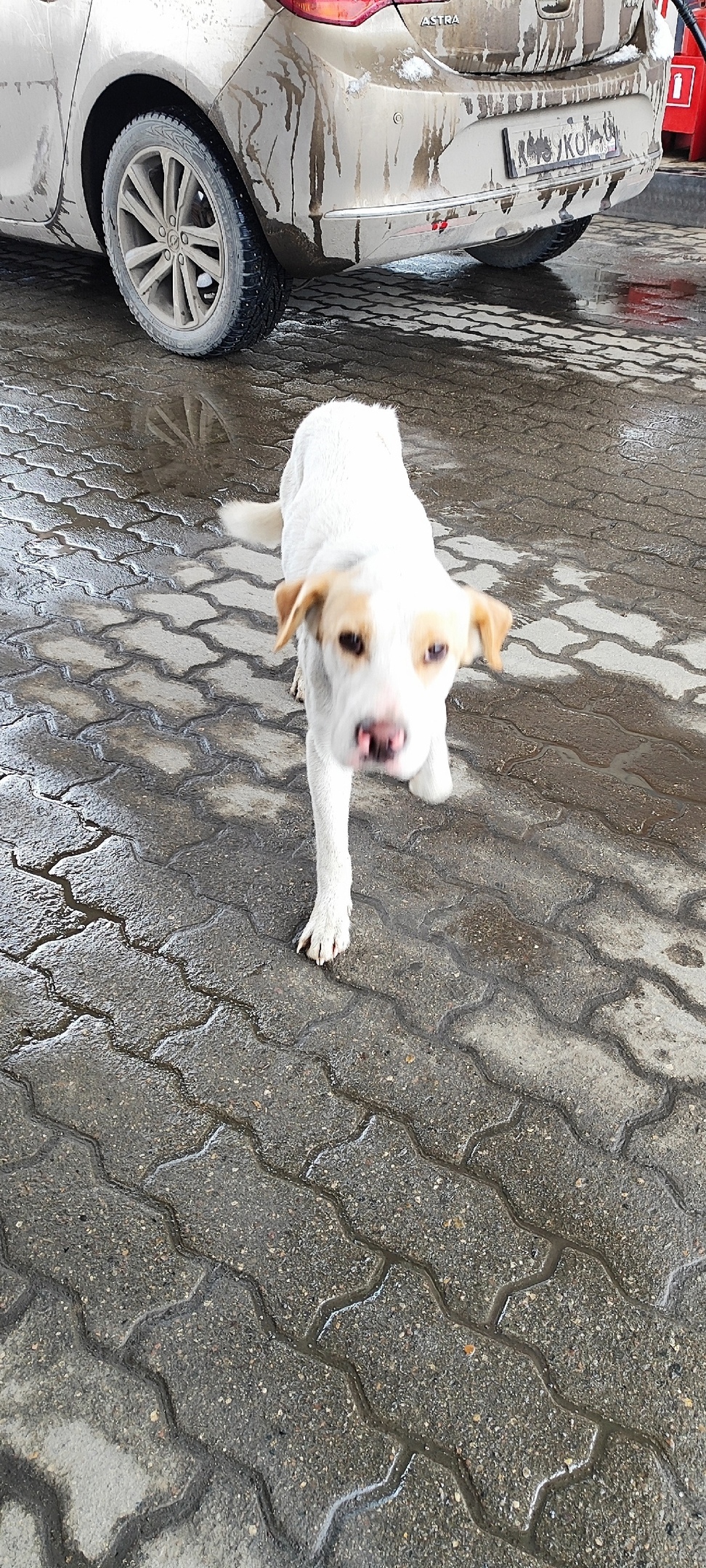 Найдена собака в Королёве — фото объявления