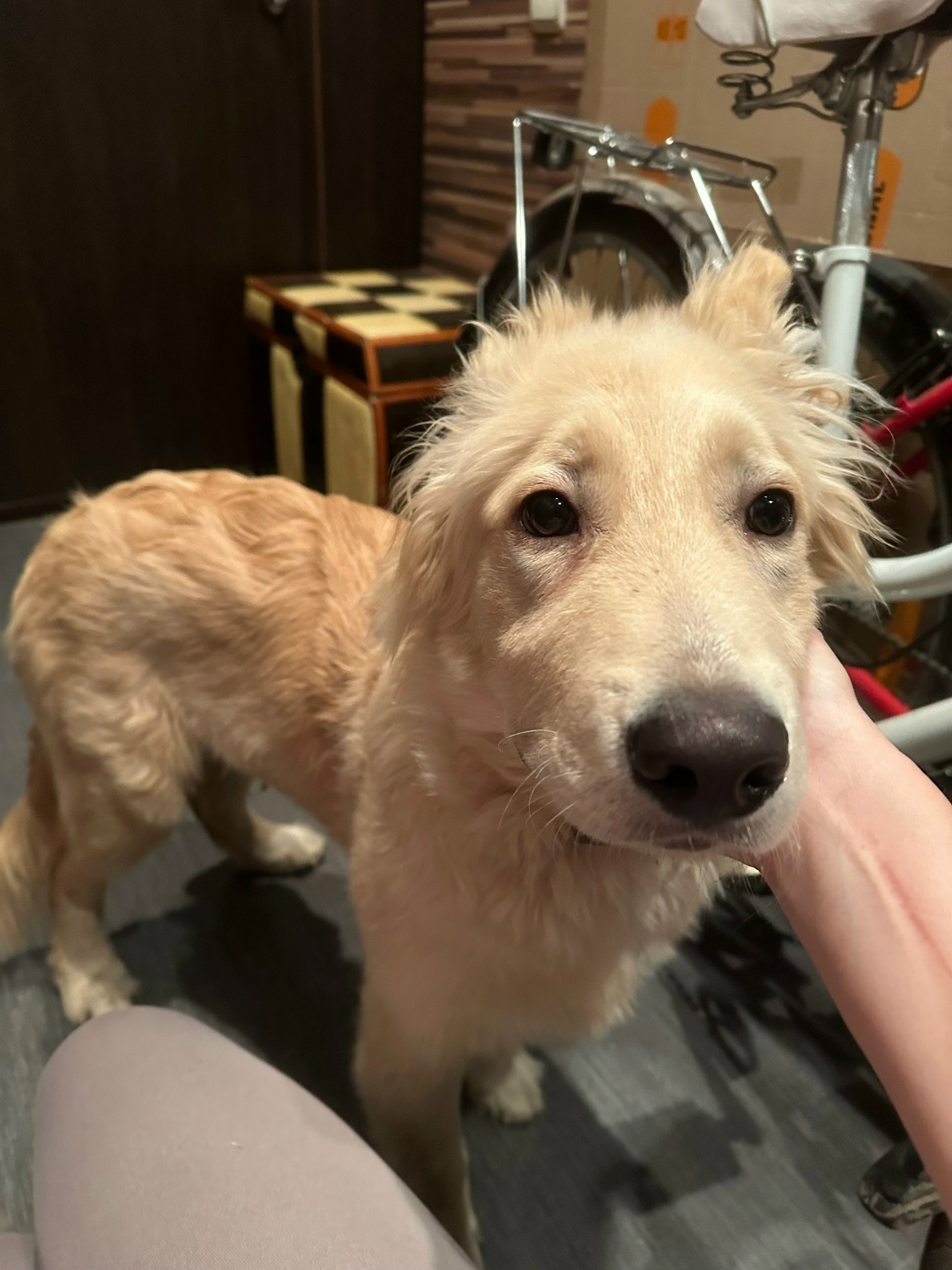 Найдена собака в Королёве — фото объявления