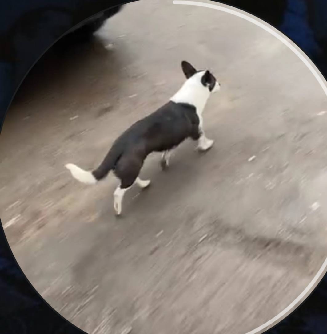 Найдена собака в Мытищах — фото объявления