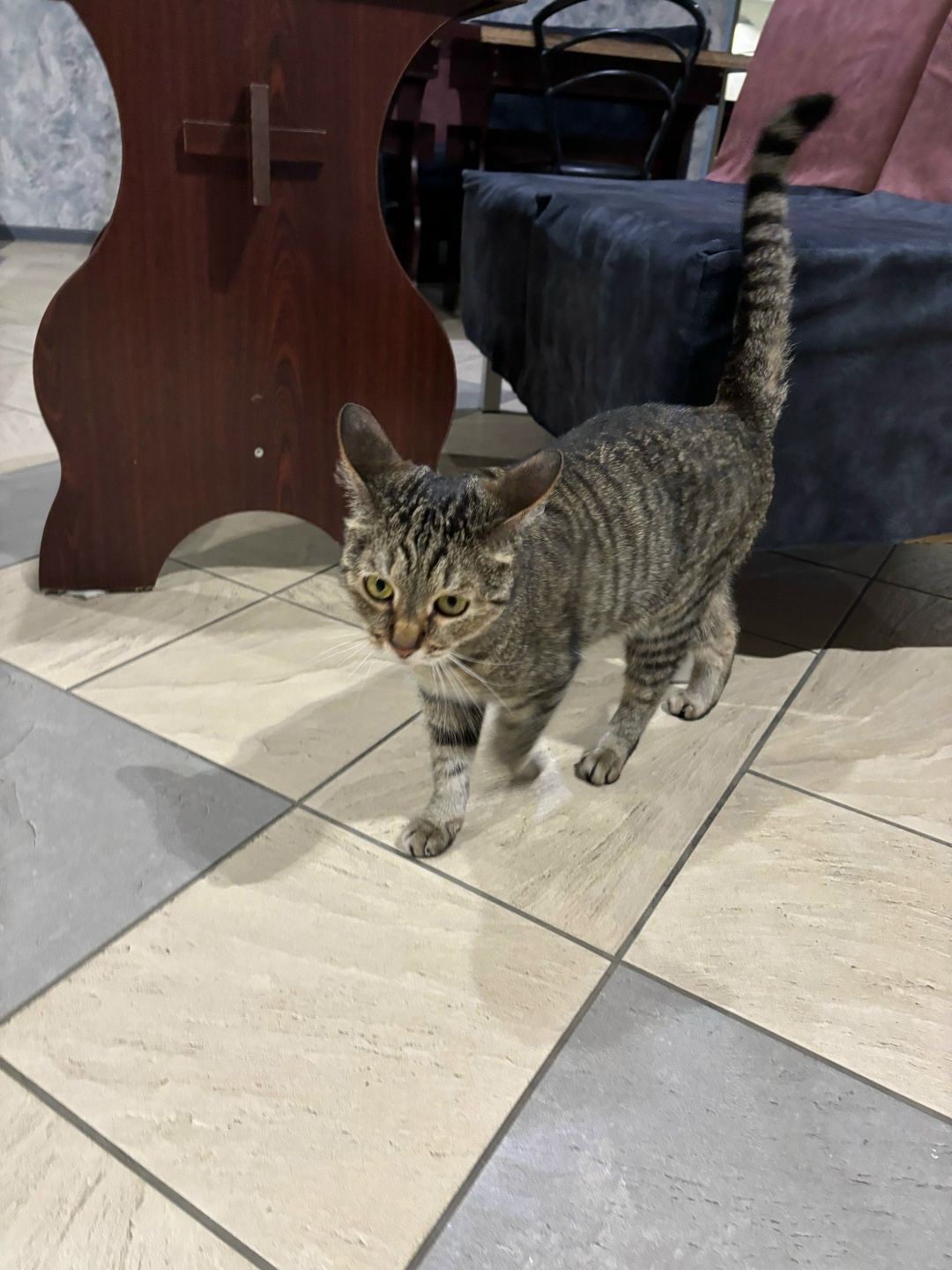 Найдена кошка в Мытищах — фото объявления