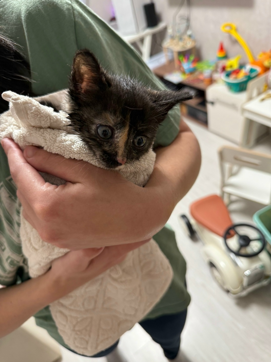 Найдена кошка в Мытищах — фото объявления