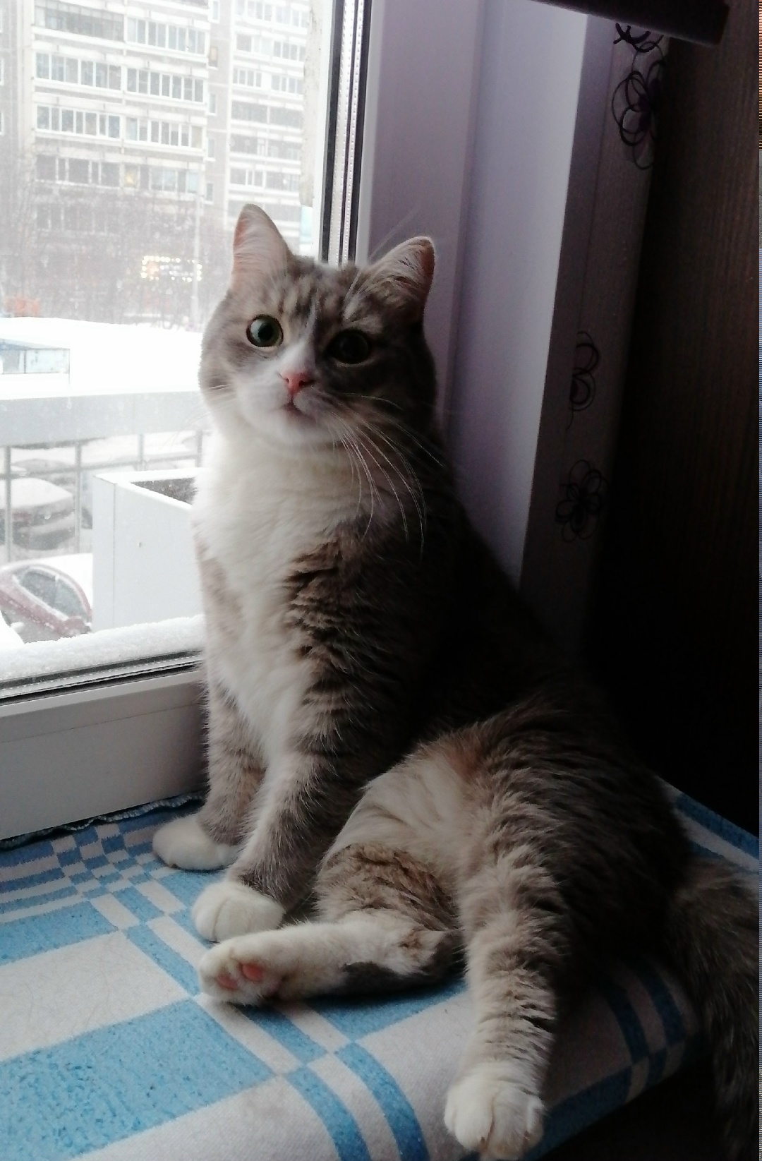 Пропала кошка в Мытищах — фото объявления