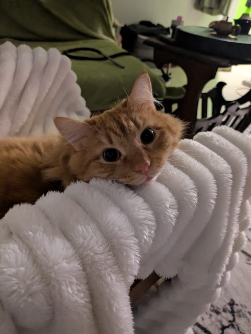 Пропала кошка в Мытищах — фото объявления