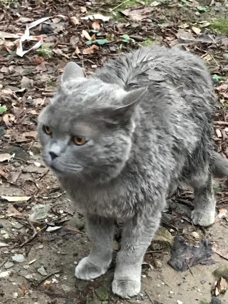 Найдена кошка в Мытищах — фото объявления