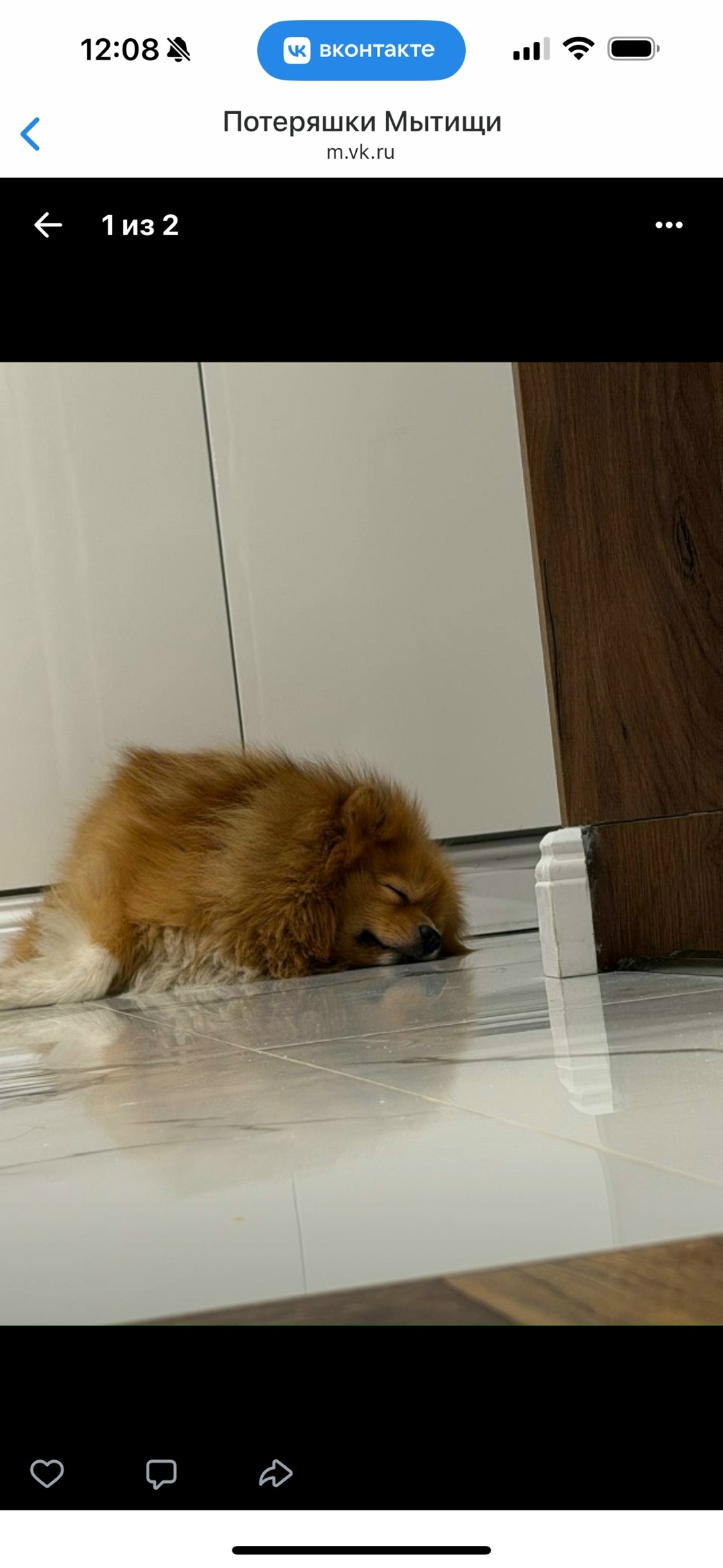 Пропала собака в Мытищах — фото объявления