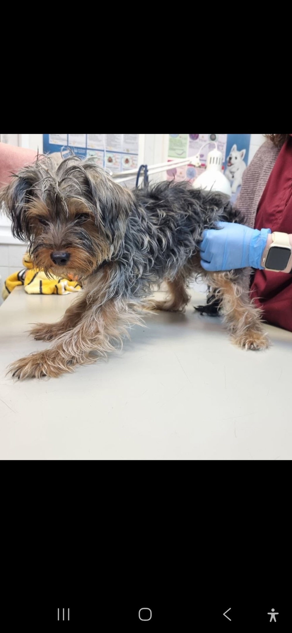 Найдена собака в Мытищах — фото объявления