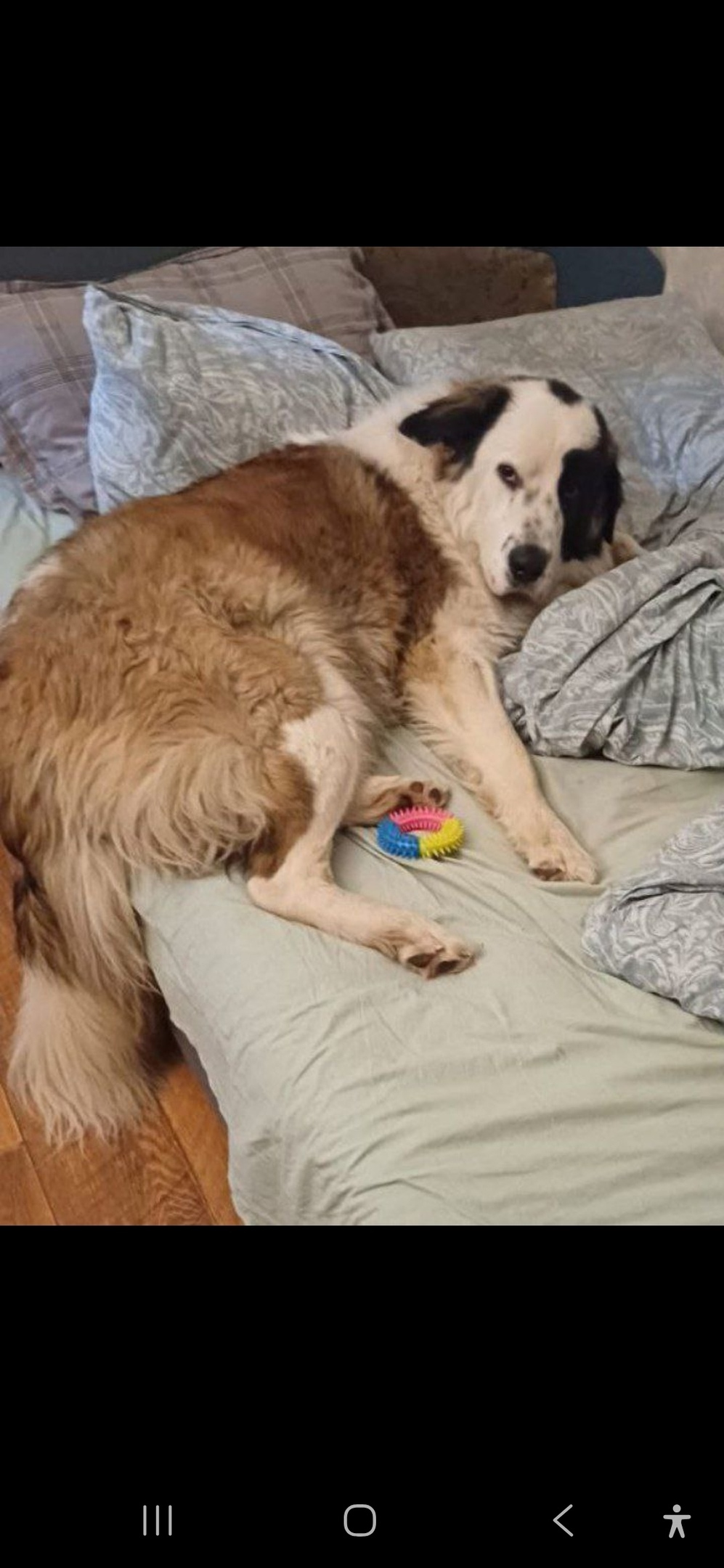 Пропала собака в Мытищах — фото объявления