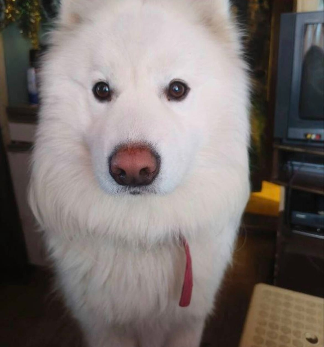 Пропала собака в Мытищах — фото объявления