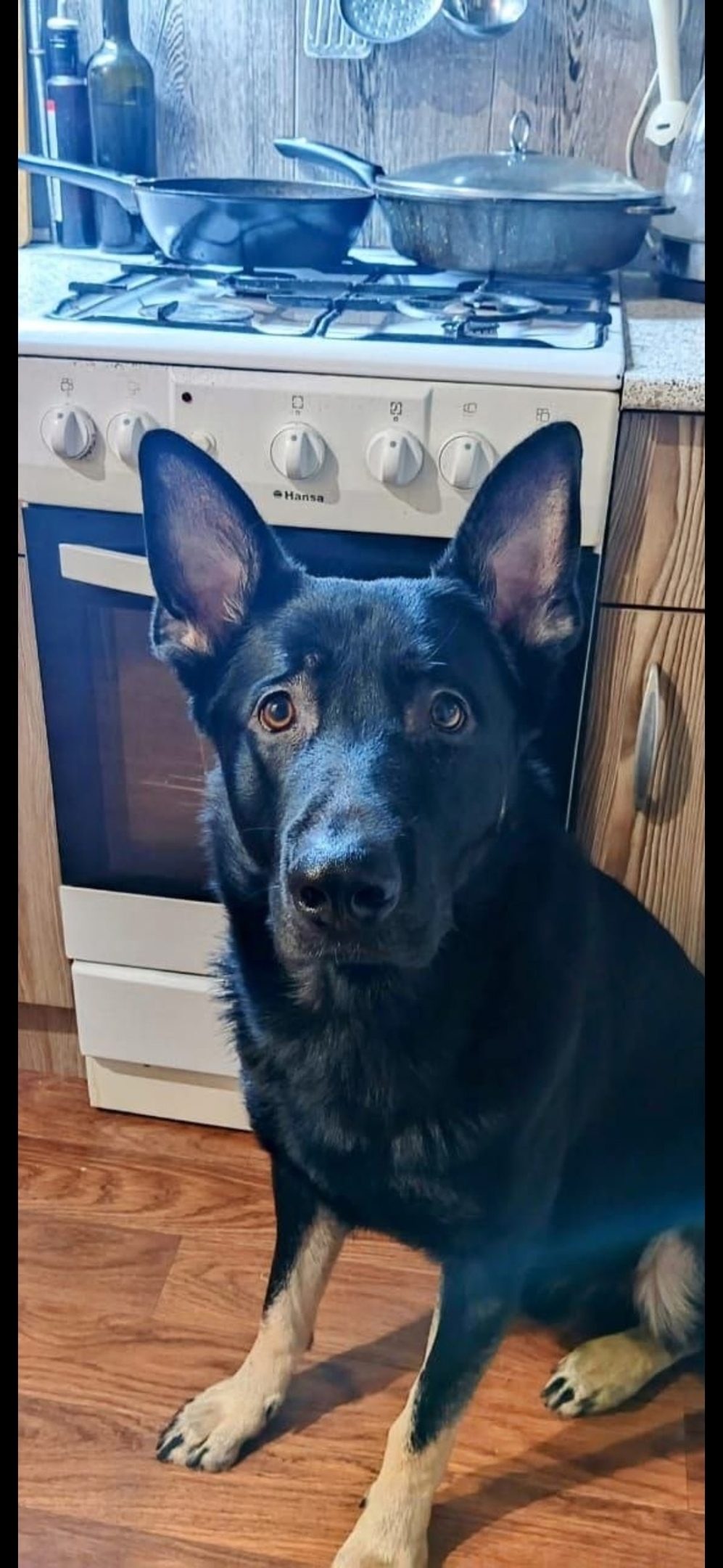 Пропала собака в Мытищах — фото объявления