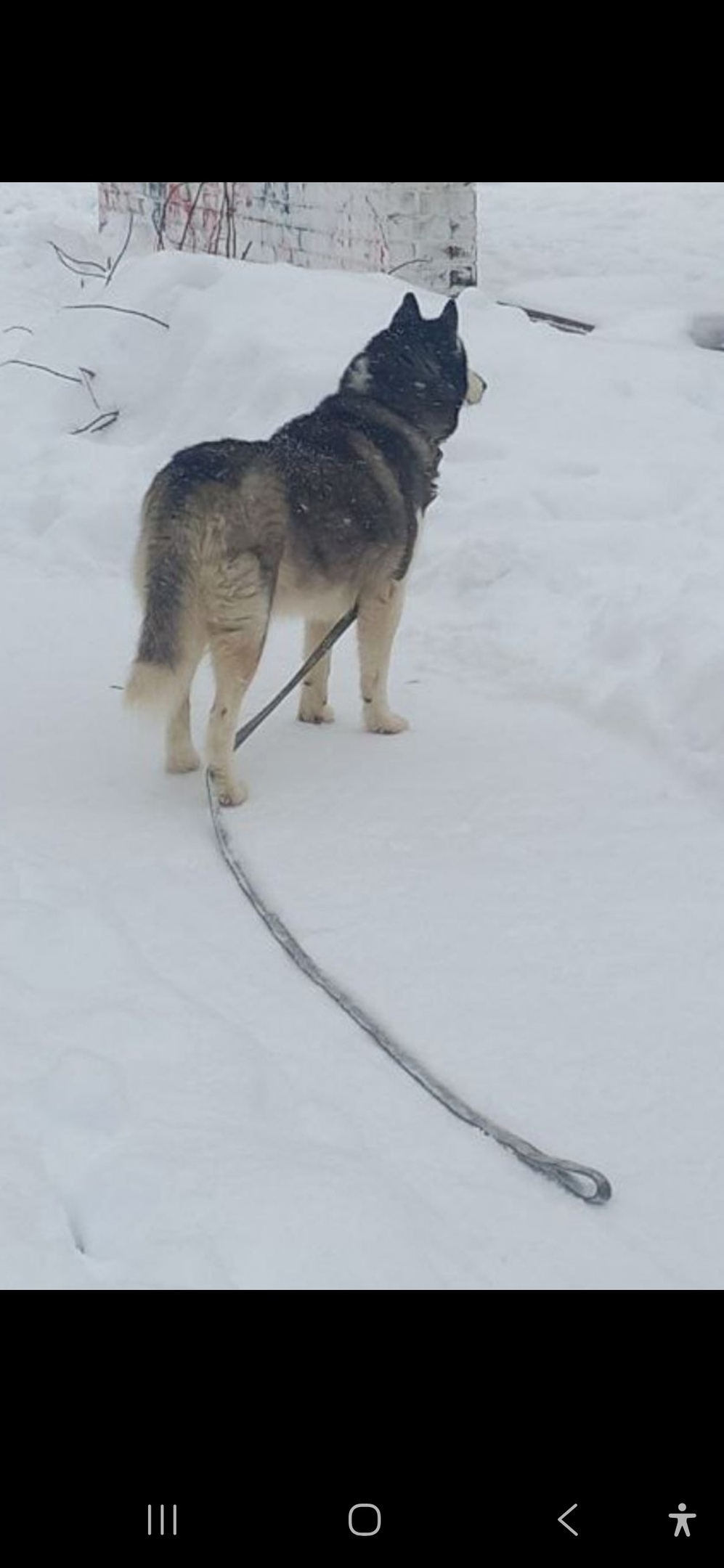 Найдена собака в Мытищах — фото объявления
