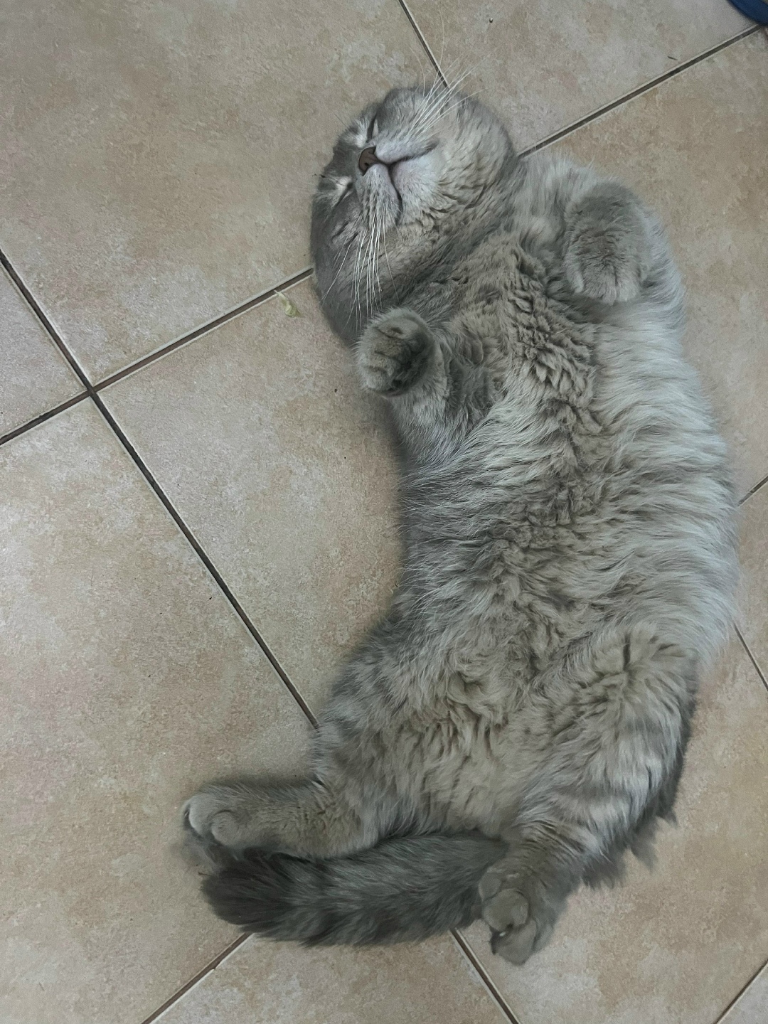 Найдена кошка в Мытищах — фото объявления