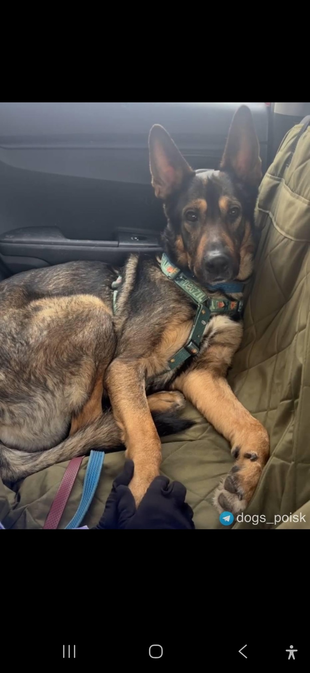 Найдена собака в Мытищах — фото объявления