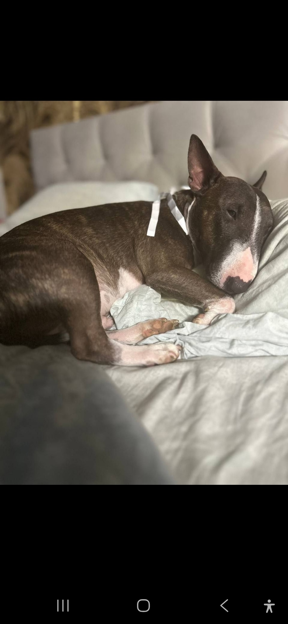 Пропала собака в Мытищах — фото объявления