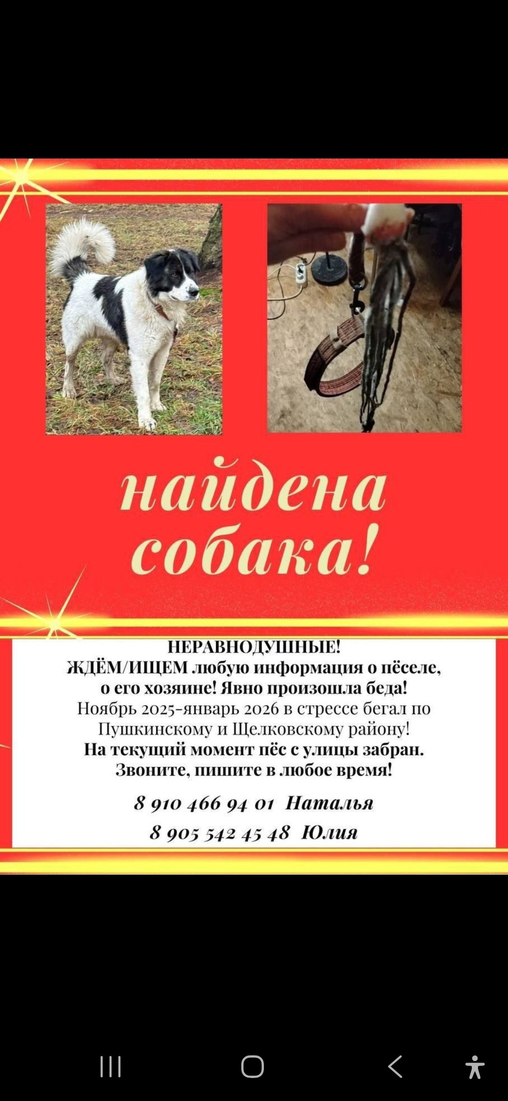 Найдена собака в Мытищах — фото объявления