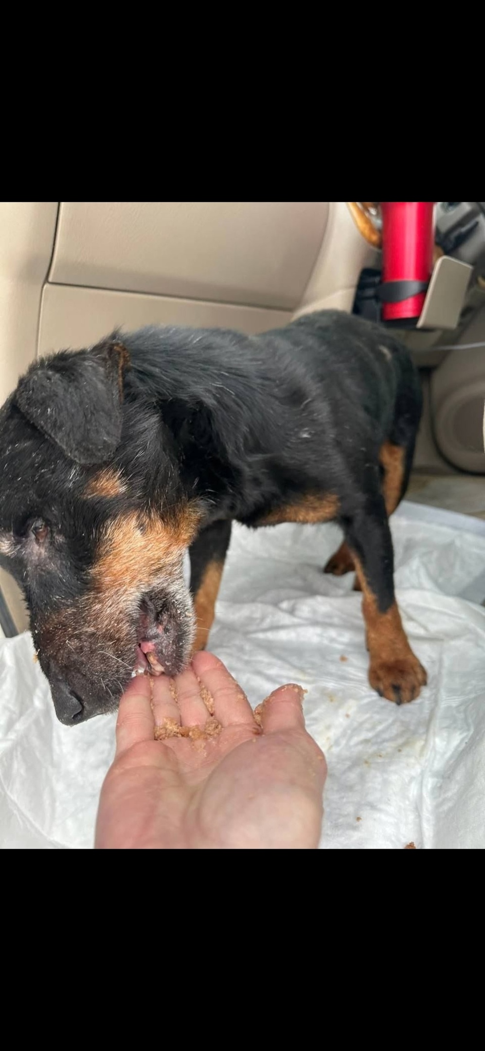 Пропала собака в Мытищах — фото объявления