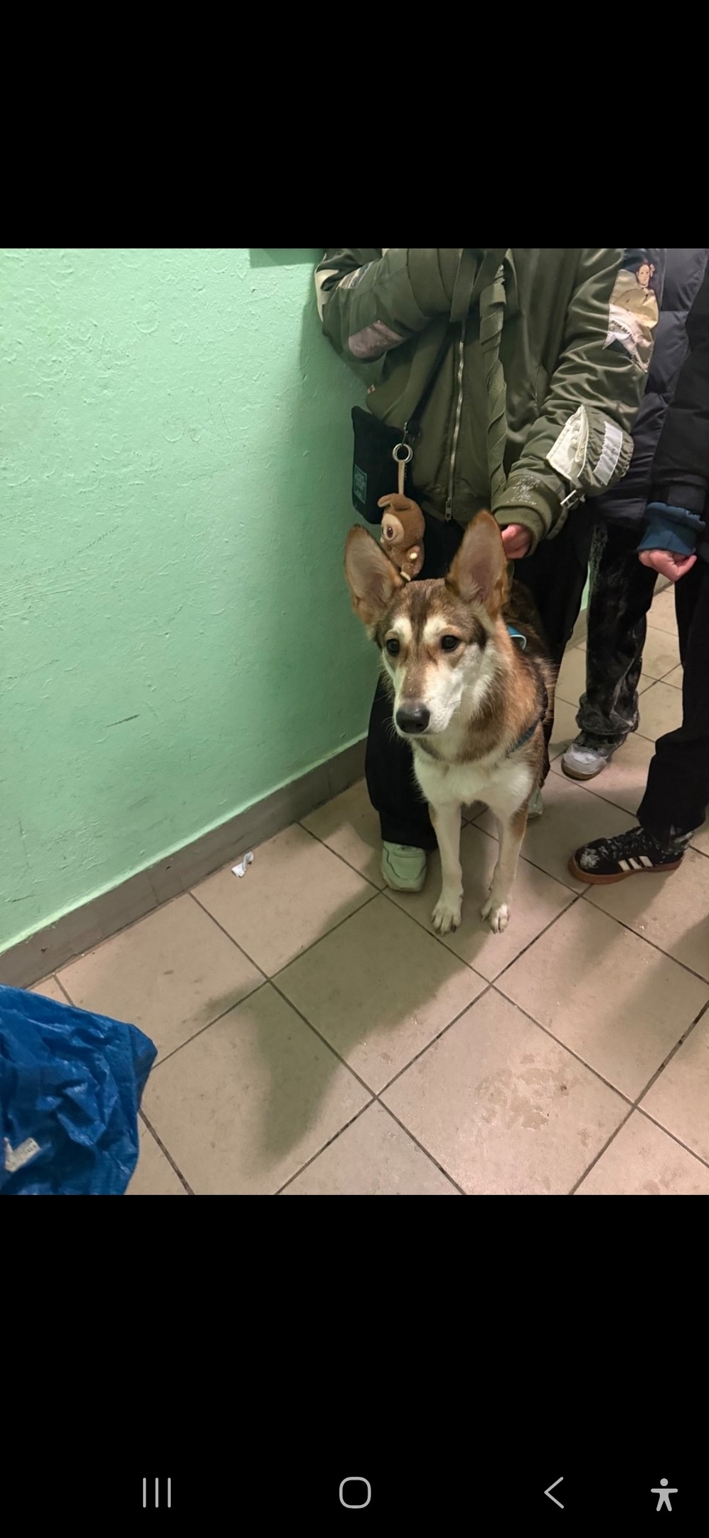 Найдена собака в Мытищах — фото объявления