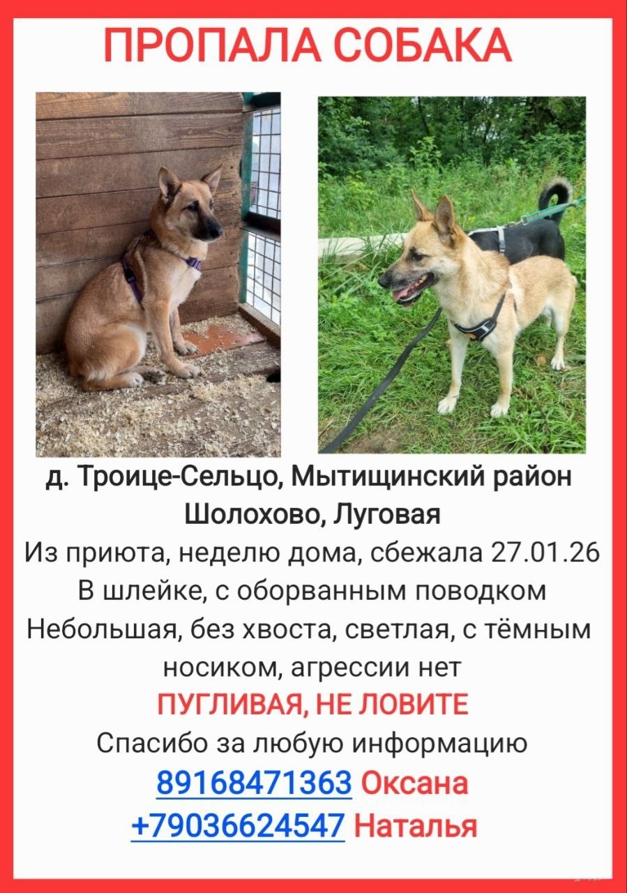 Пропала собака в Мытищах — фото объявления