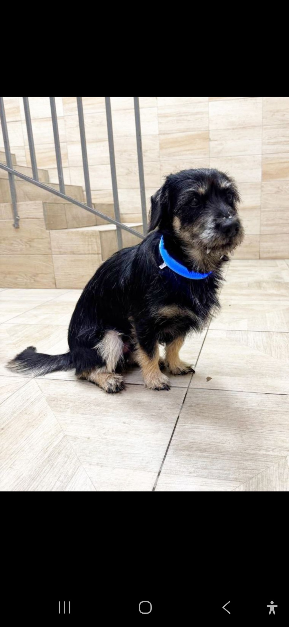 Найдена собака в Мытищах — фото объявления