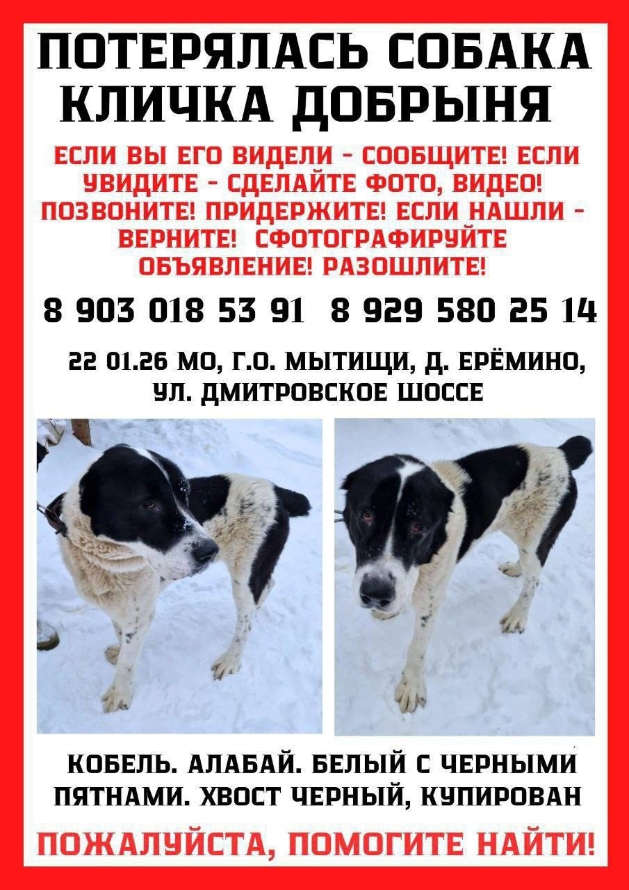 Пропала собака в Мытищах — фото объявления
