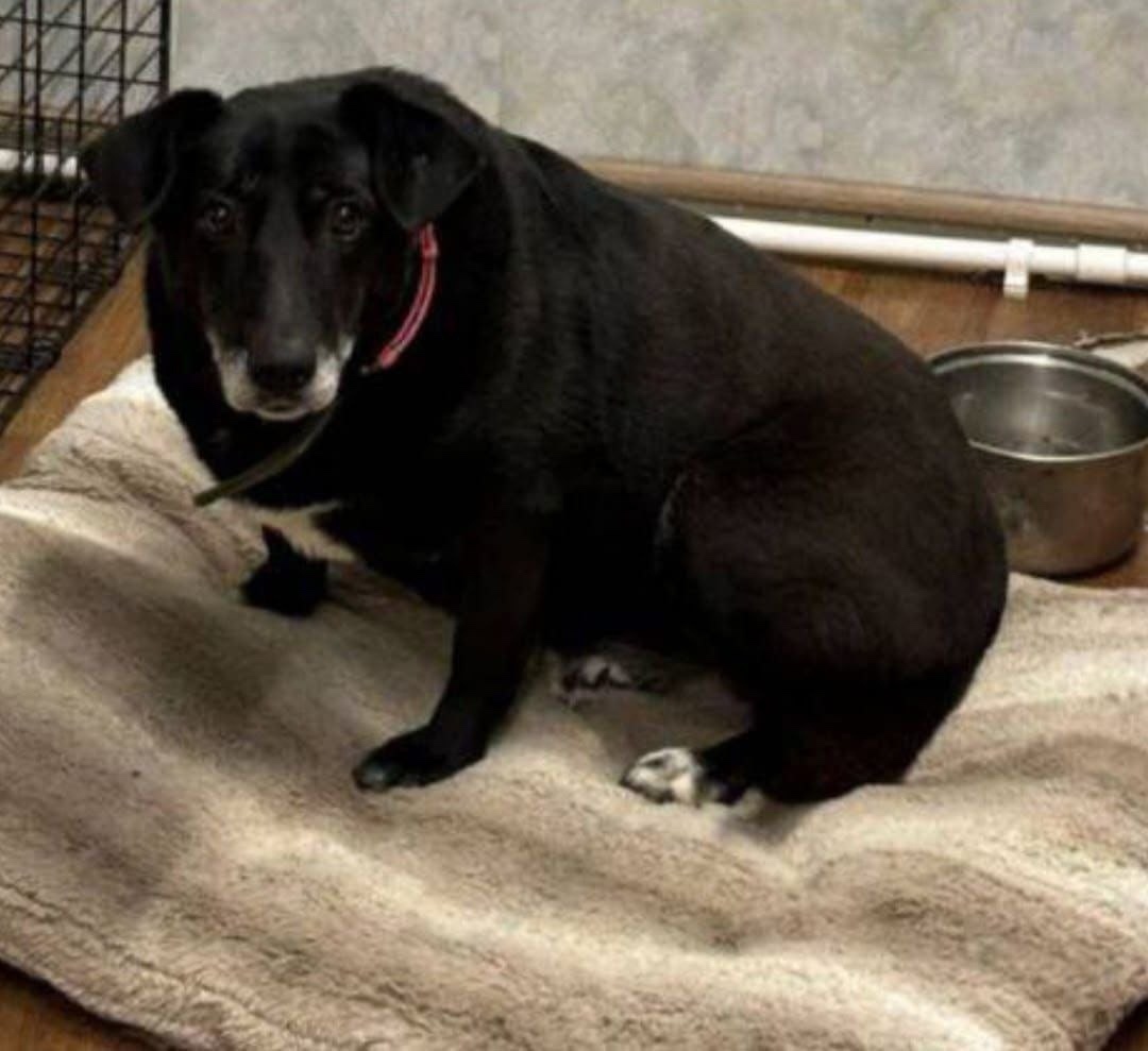 Найдена собака в Мытищах — фото объявления