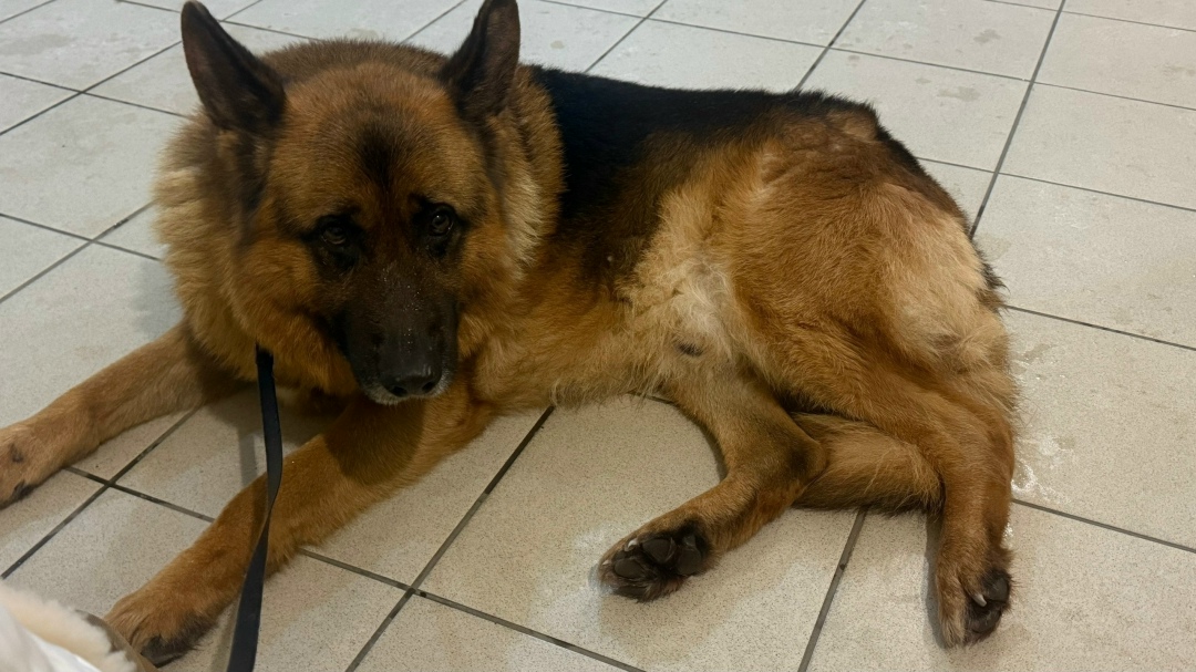 Найдена собака в Мытищах — фото объявления