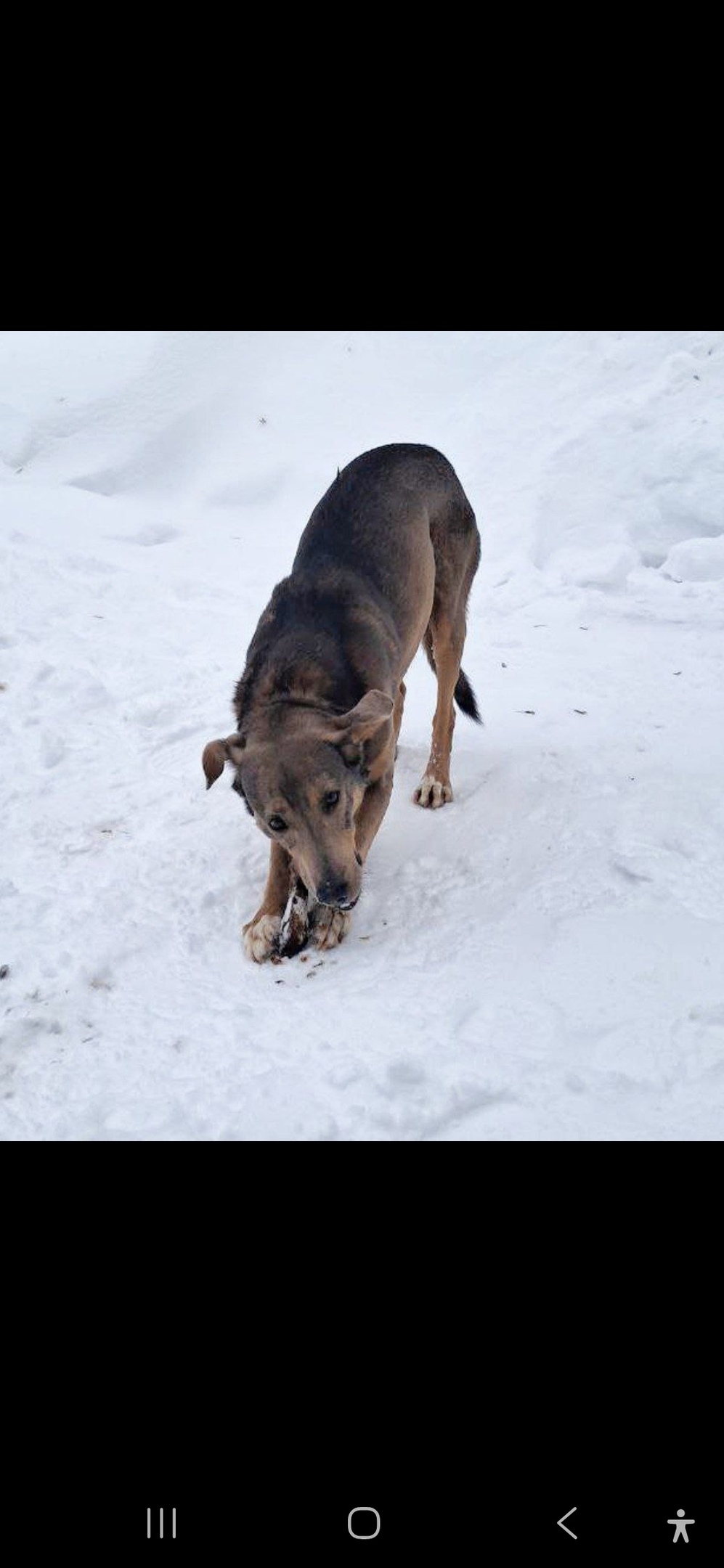 Пропала собака в Мытищах — фото объявления