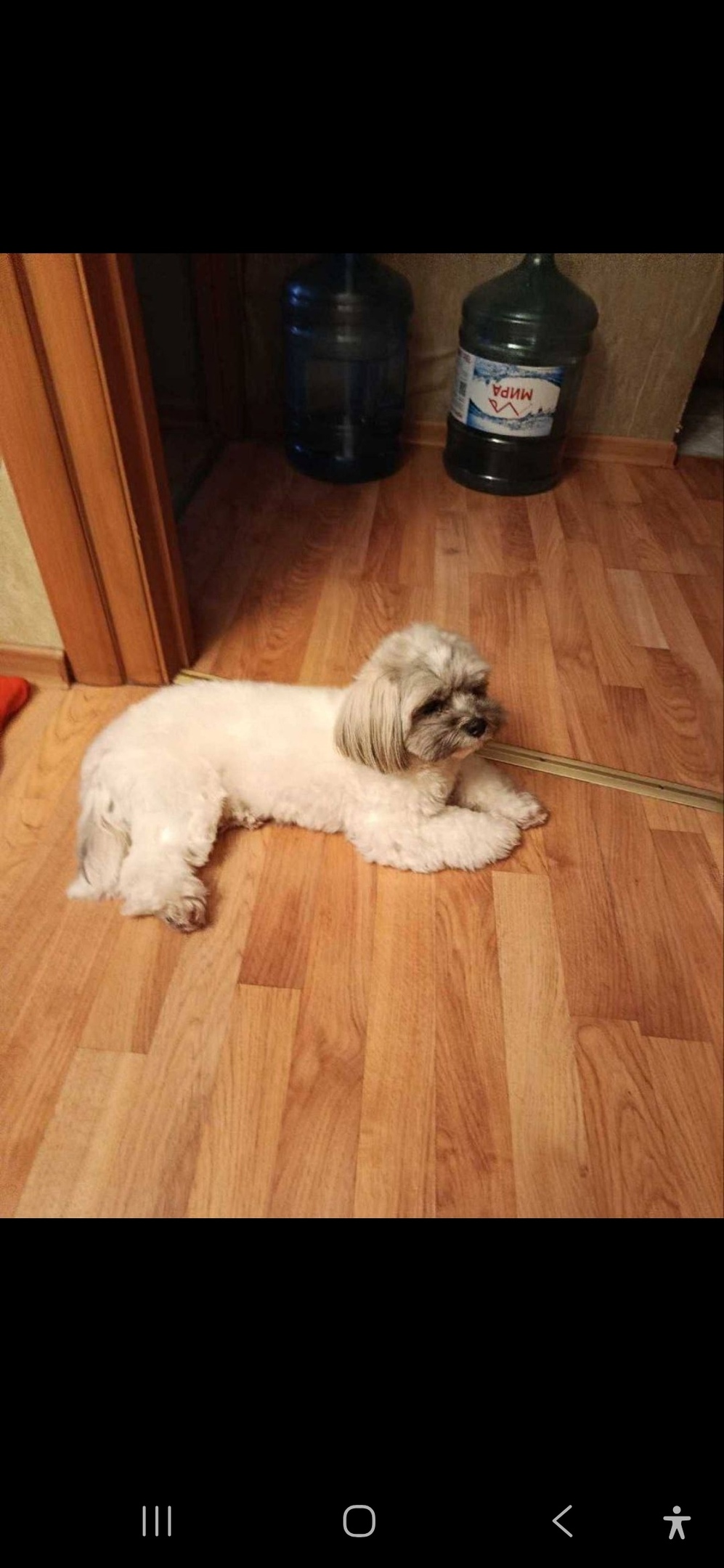 Найдена собака в Мытищах — фото объявления