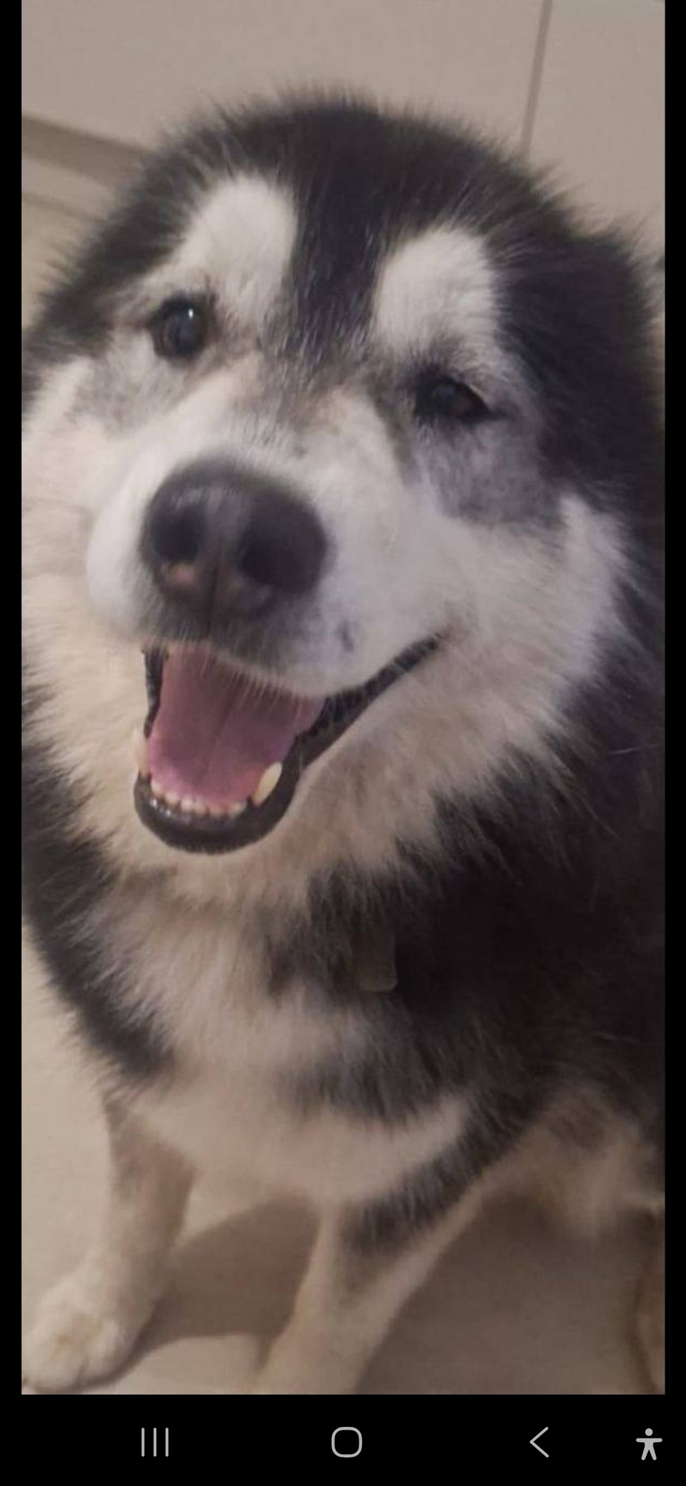 Пропала собака в Мытищах — фото объявления