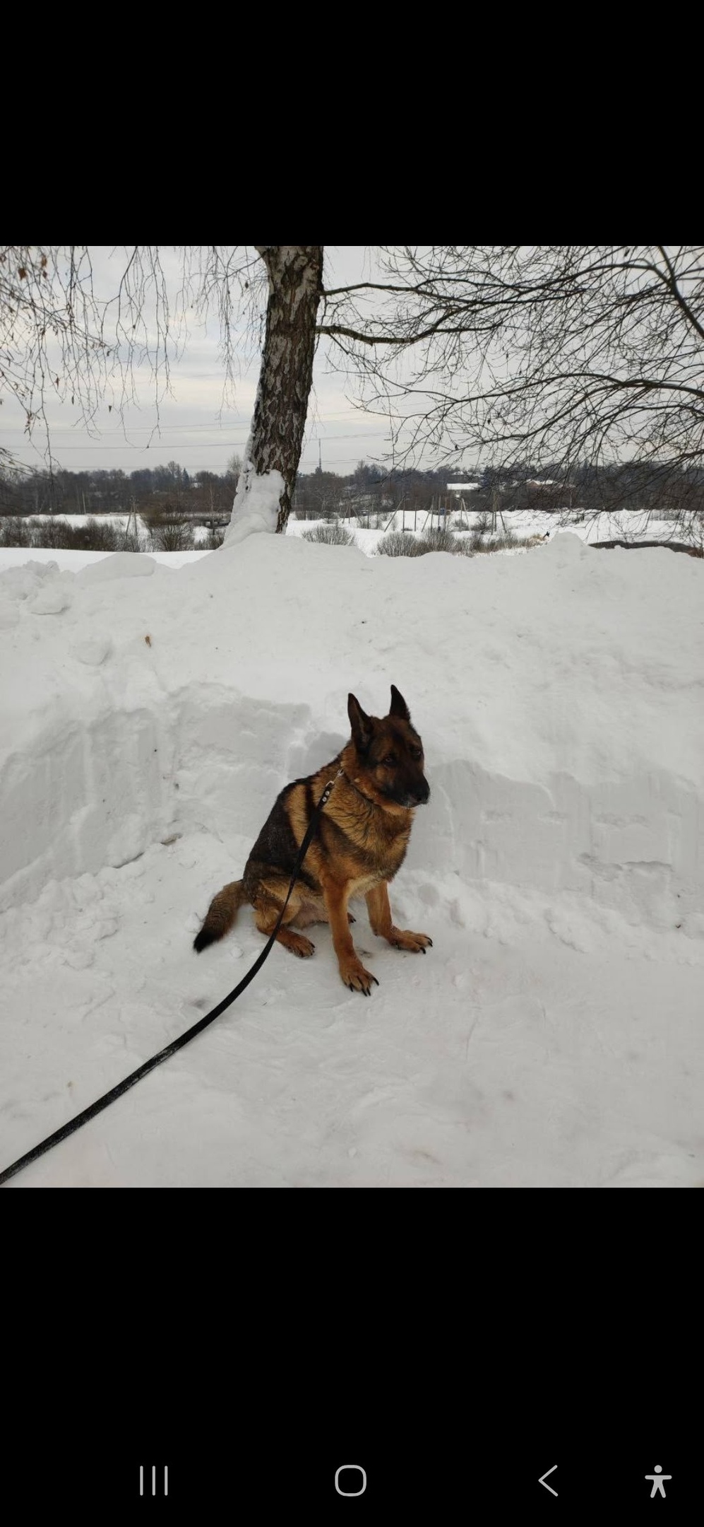 Пропала собака в Мытищах — фото объявления