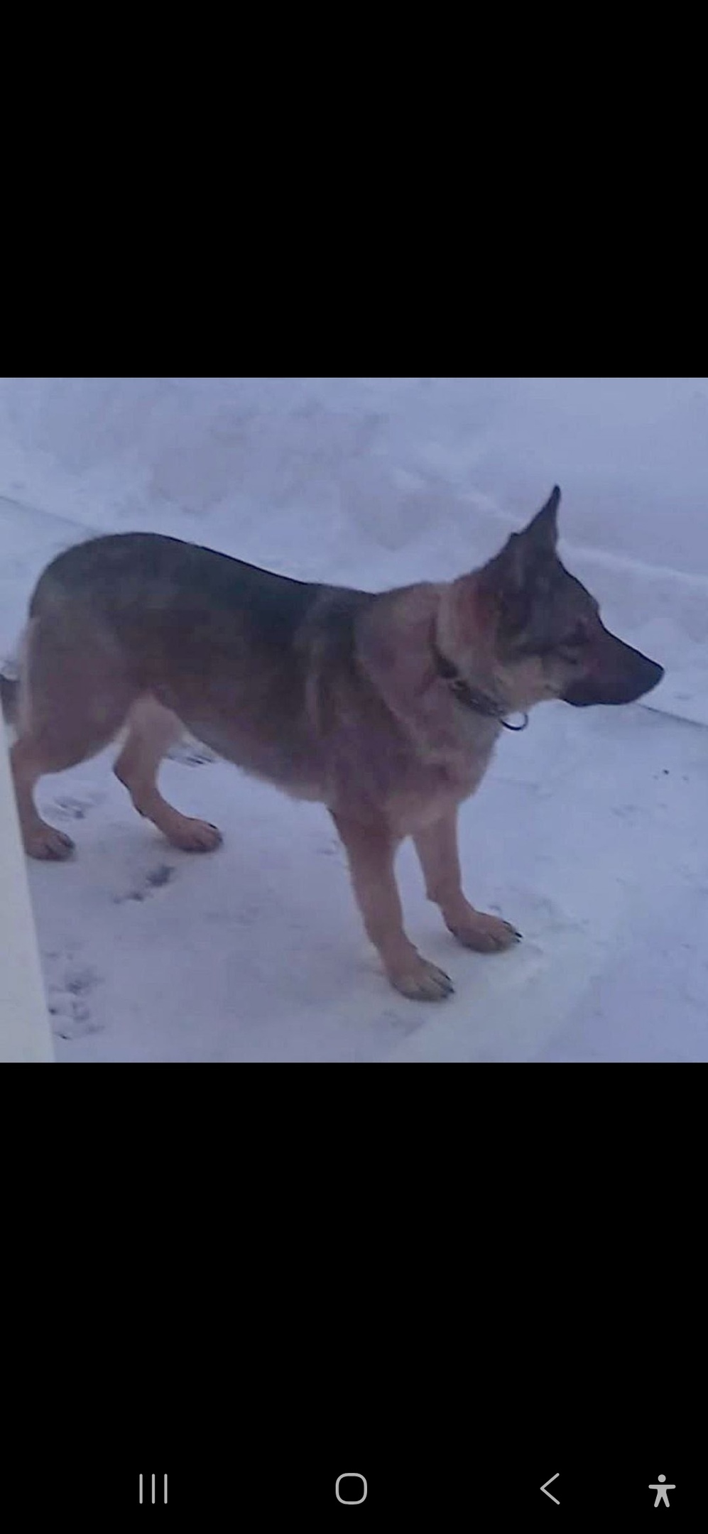 Пропала собака в Мытищах — фото объявления