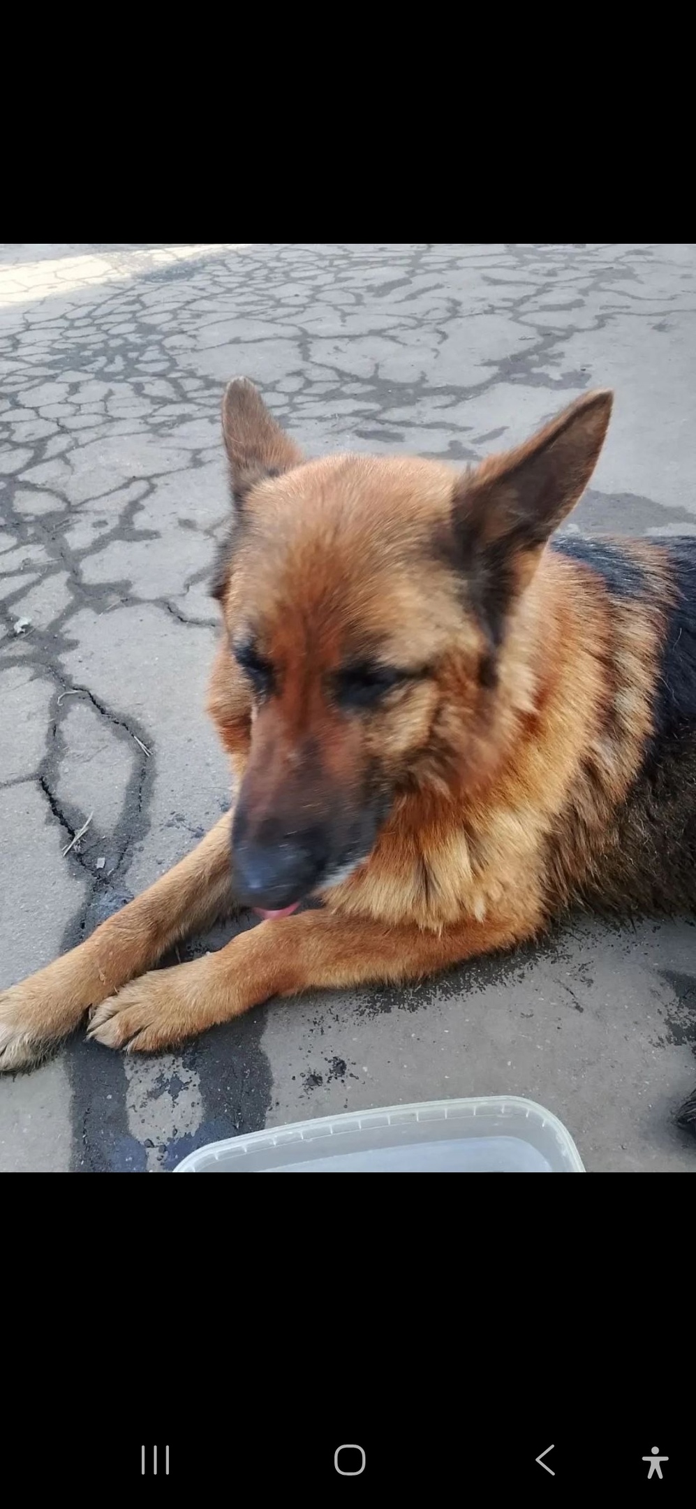 Найдена собака в Мытищах — фото объявления