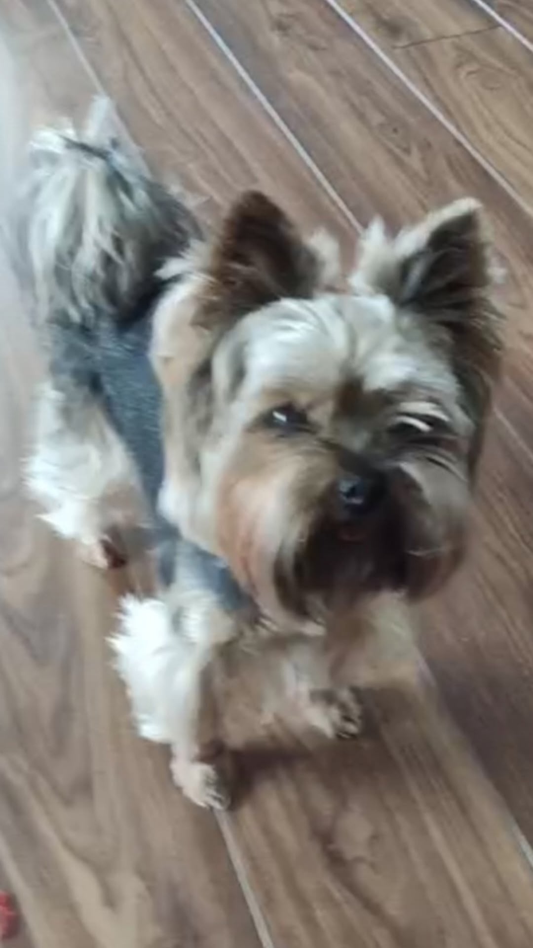 Пропала собака в Мытищах — фото объявления