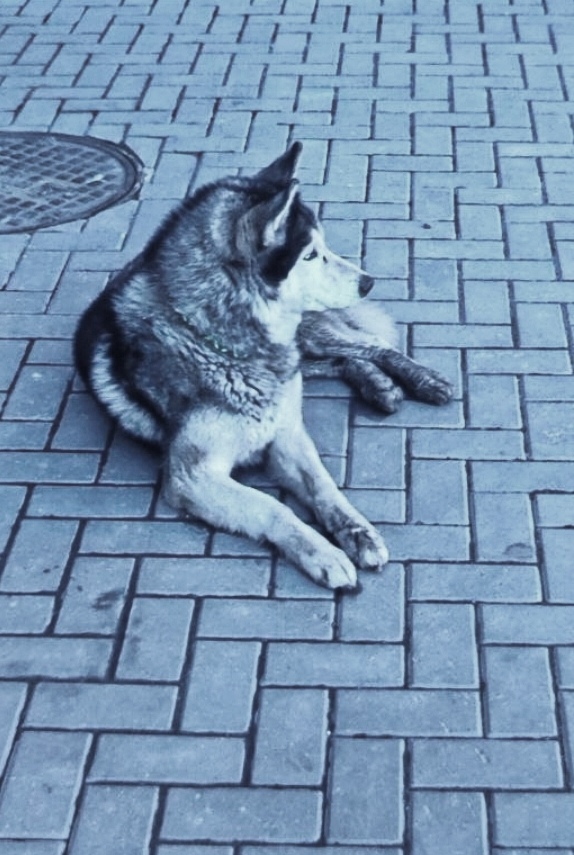 Найдена собака в Мытищах — фото объявления