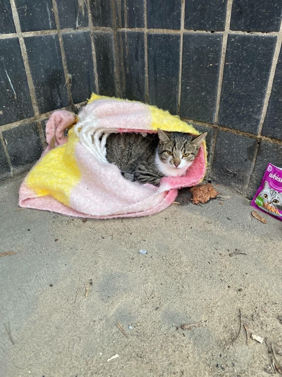 Найдена кошка в Мытищах — фото объявления