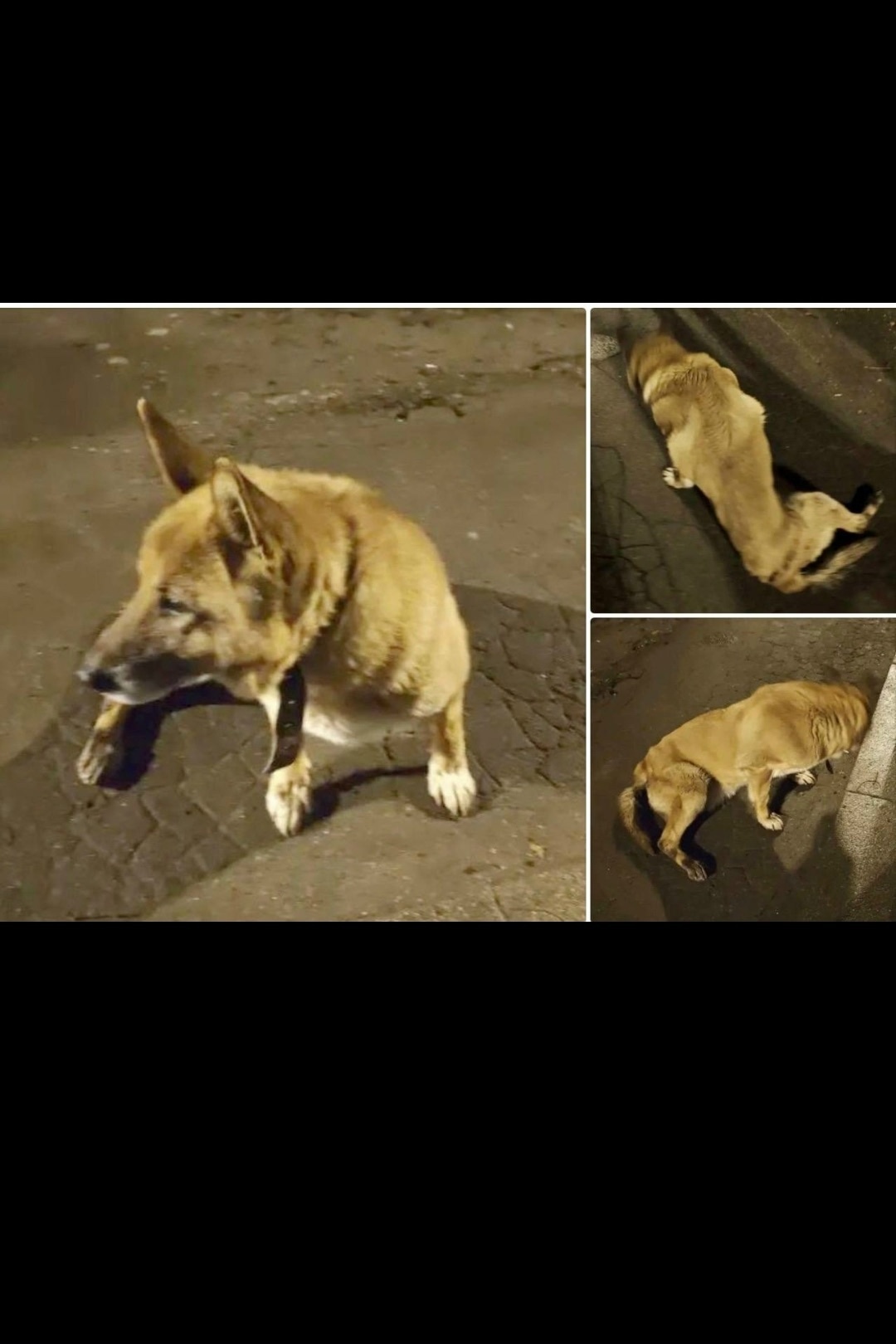 Найдена собака в Мытищах — фото объявления