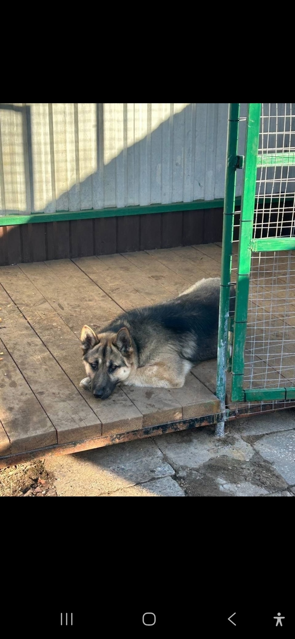 Пропала собака в Мытищах — фото объявления