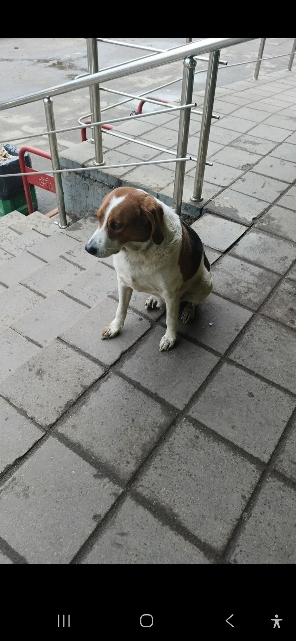 Пропала собака в Мытищах — фото объявления