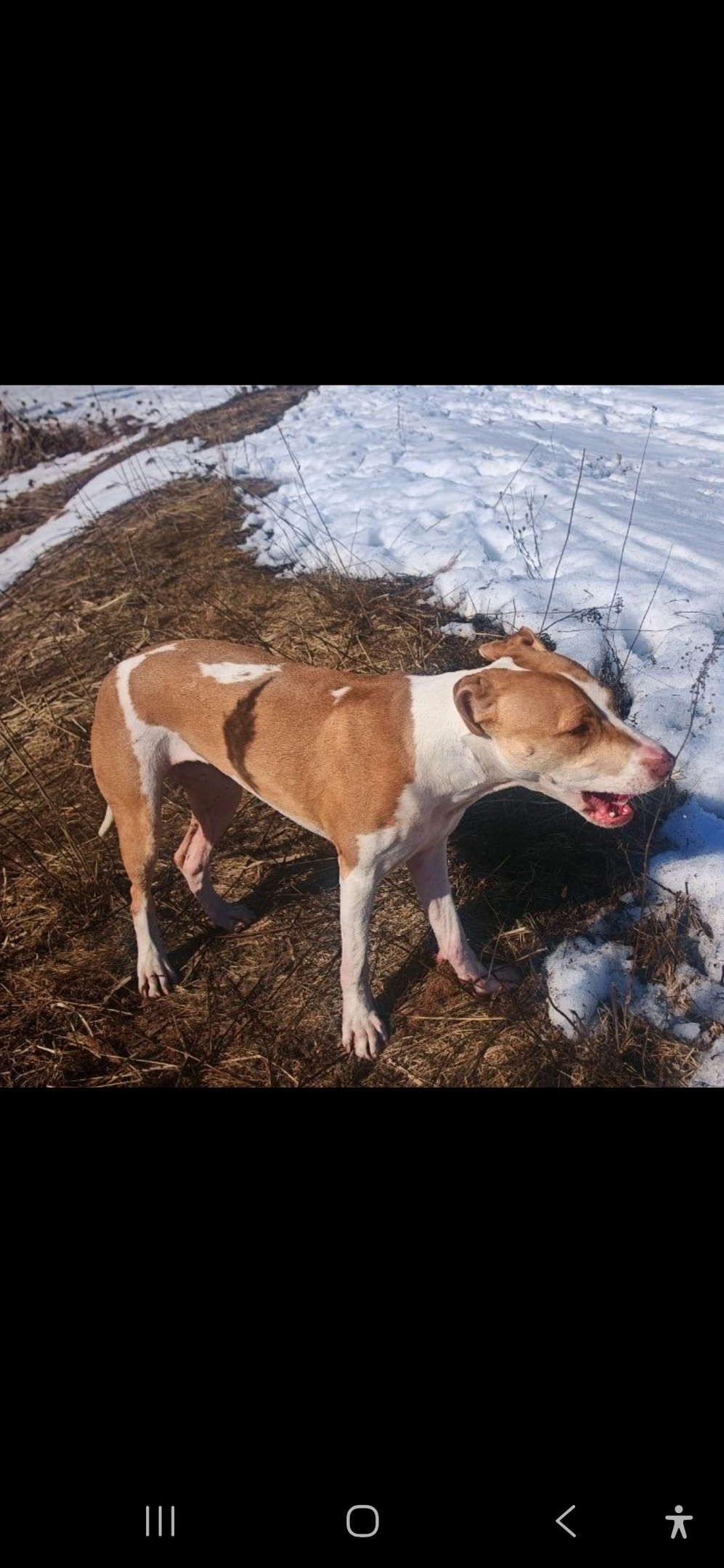 Пропала собака в Мытищах — фото объявления