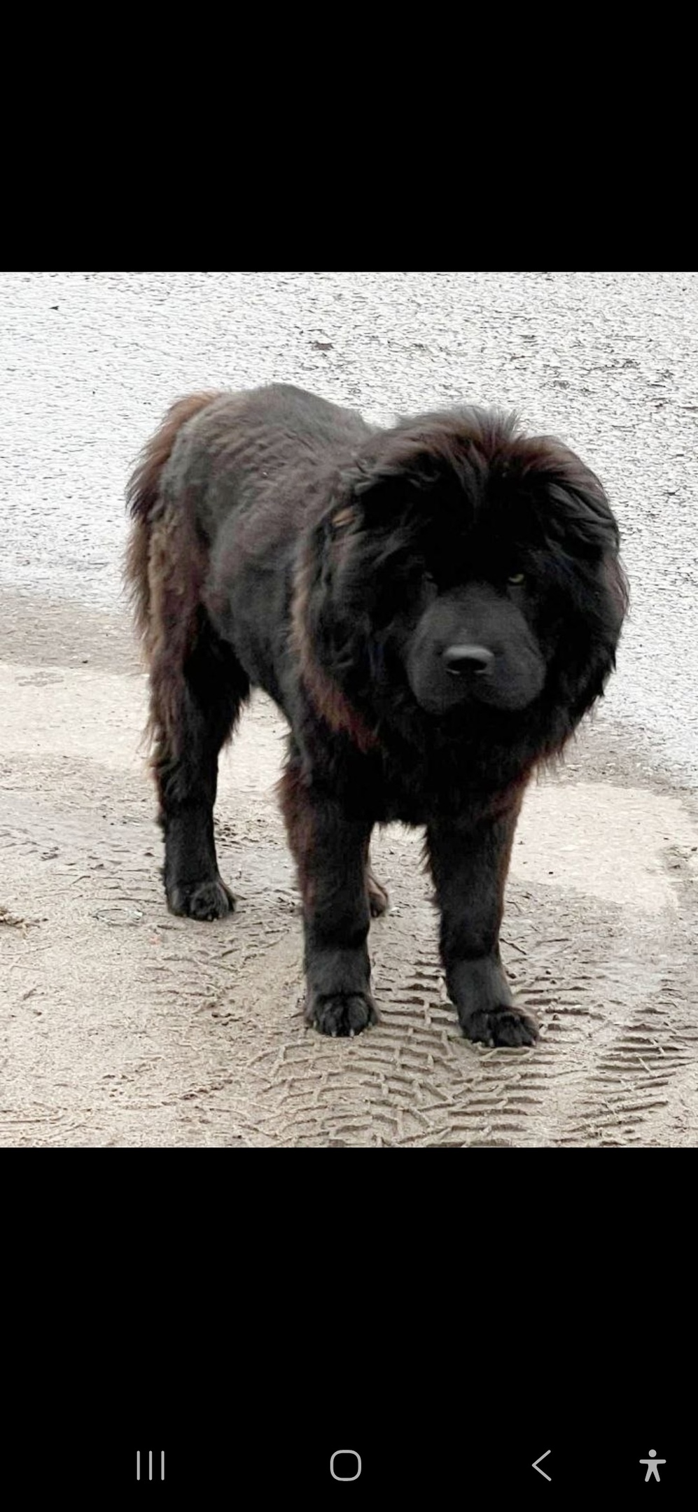 Пропала собака в Мытищах — фото объявления