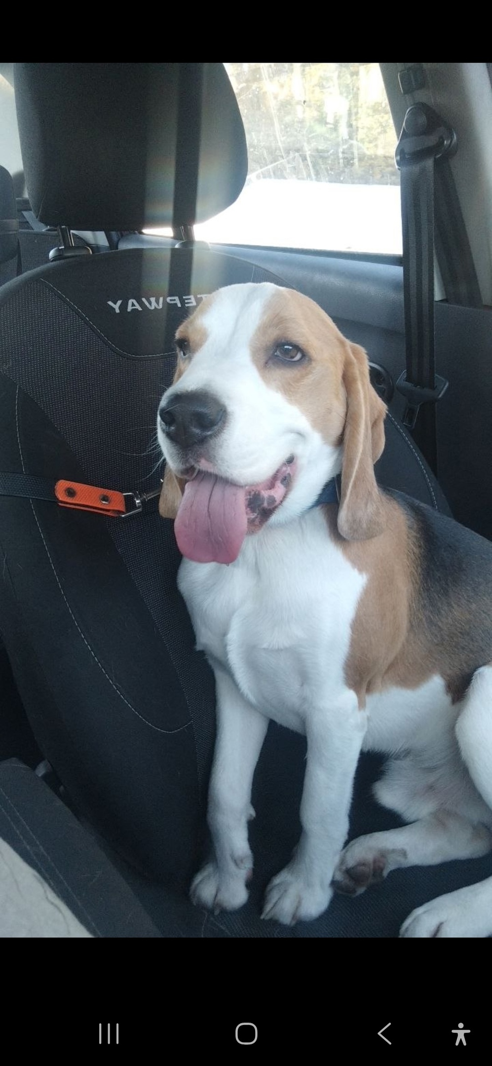 Пропала собака в Мытищах — фото объявления