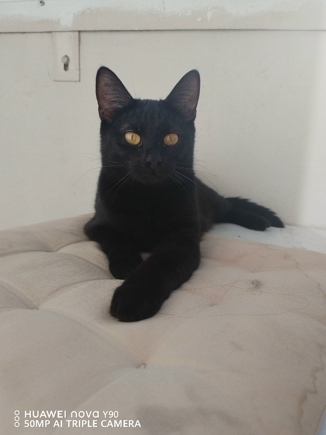 Пропала кошка в Мытищах — фото объявления