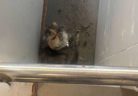 Найдена кошка в Видном — фото объявления