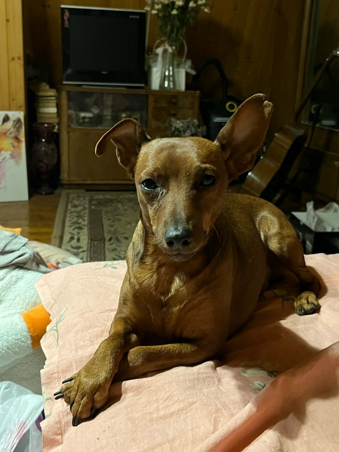 Найдена собака в Видном — фото объявления