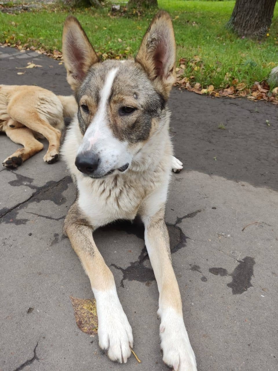 Найдена собака в Видном — фото объявления