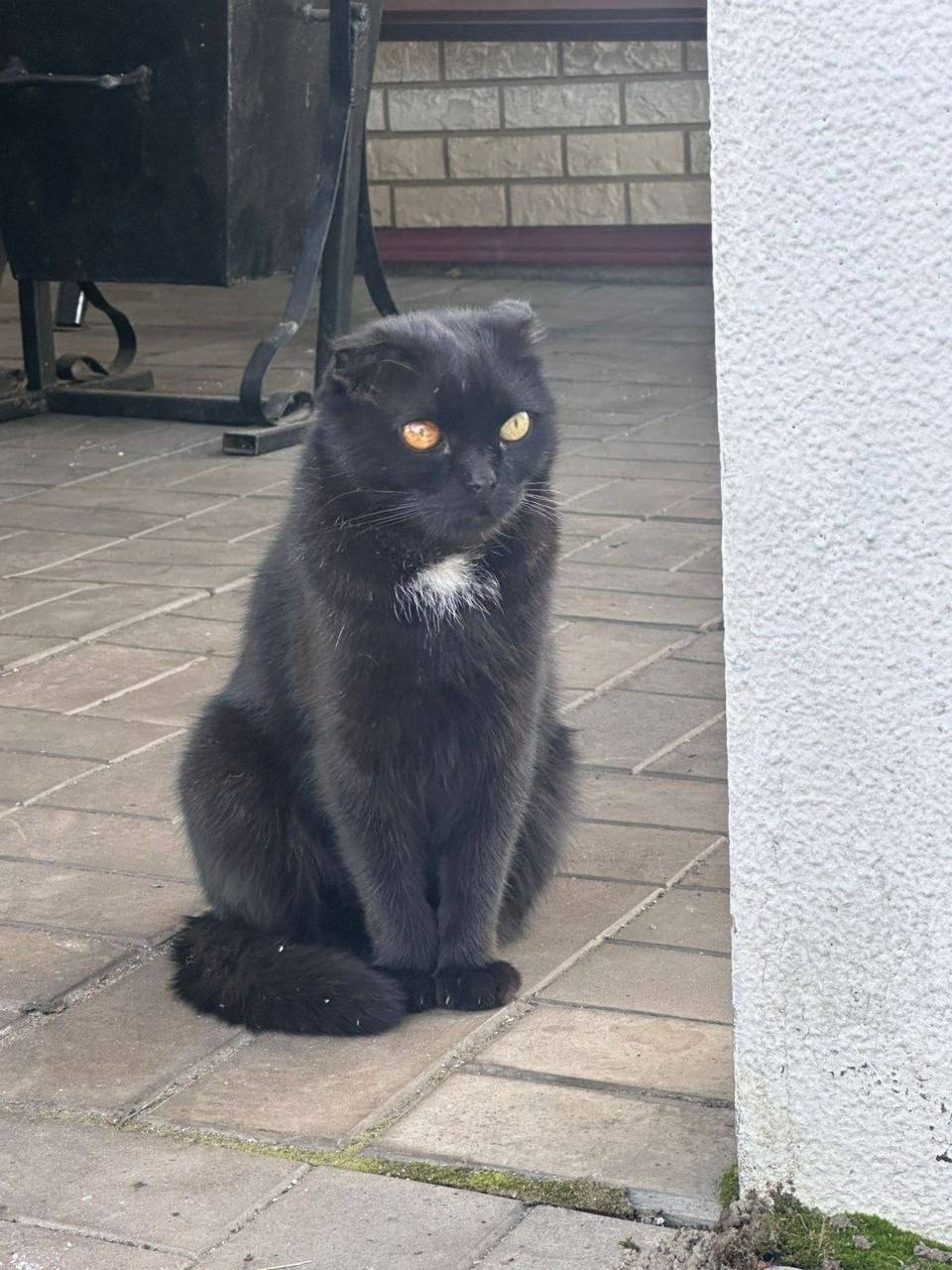 Найдена кошка в Видном — фото объявления