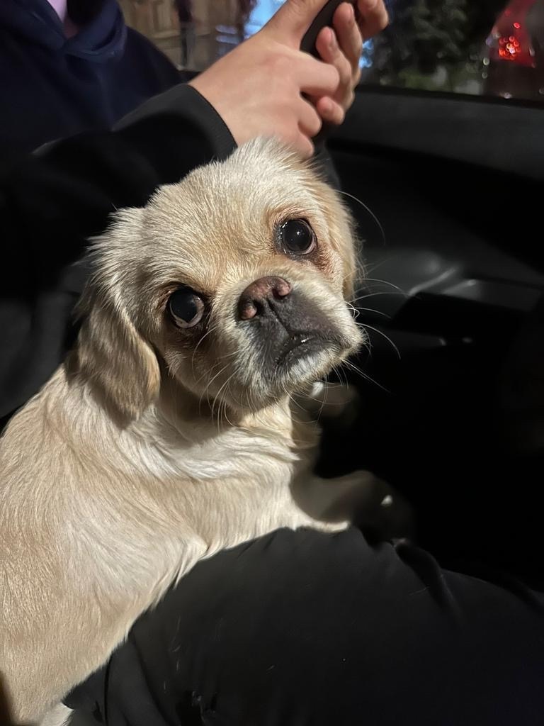 Найдена собака в Видном — фото объявления