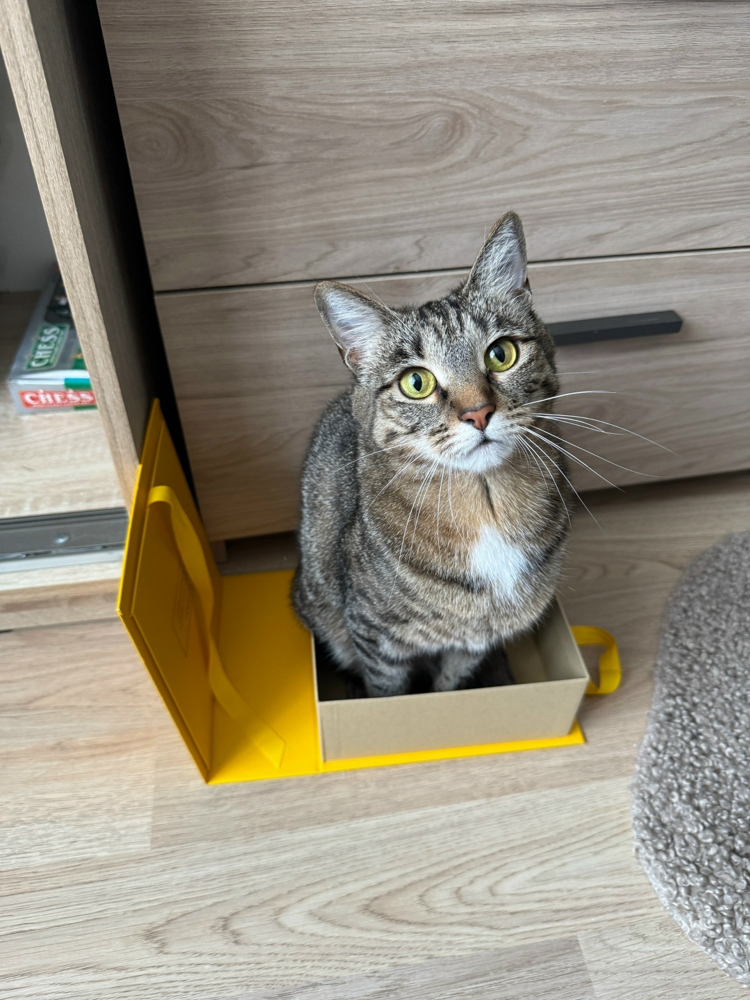 Пропала кошка в Видном — фото объявления